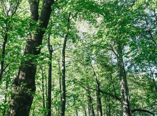 Zahraničné nehnuteľnosti - Rekreačný dom v podhorí Beskýd, Komorní Lhotka